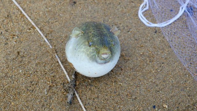 Inflated blowfish caught from river ( close up )