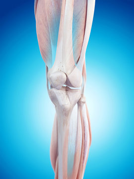 medically accurate illustration of the leg muscles