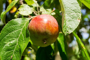 Red apple on a branch of apple tree on a sunny day. Organic farming/agriculture; fresh, healthy, natural, unprocessed produce. 