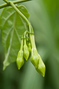 Organic food flower of Loroco. Guatemala. Fernaldia pandurata.