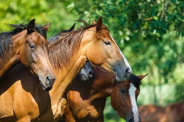 Herd of horse on the meadow