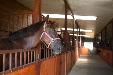 Horse in the stable