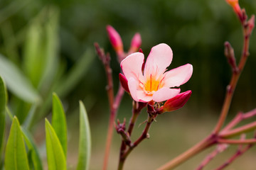 Obraz na płótnie Canvas aufgehende Oleanderblüte im Garten