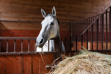 Horse eating hay - 88436422