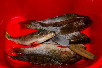 Fish and knife lying in the pelvis