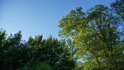 Trees and Sky