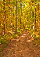 Nice autumnal scene in the forest