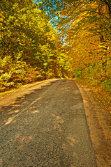 Nice autumnal scene in the forest
