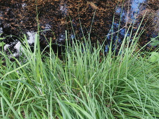 ufervegetation, gräser am graben
