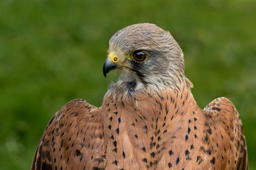 Male Kestrel headshot showing wings with green grass background.