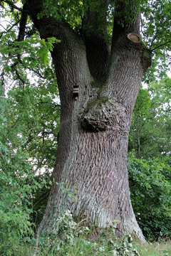 Alte Eiche mit dem Schweinekopf bei Vinsebeck