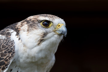 Saker Falcon with black background
