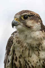 Saker Falcon with white background