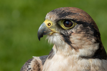 Lanner Falcon head shot