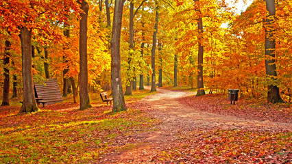 Naklejka premium Nice autumnal scene in the forest