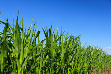 green, maturing corn