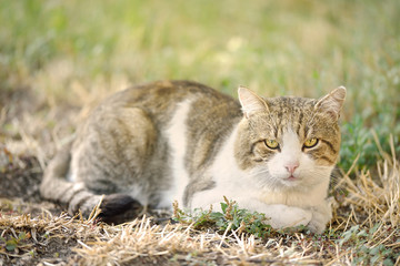 Cat resting in park a sunny day