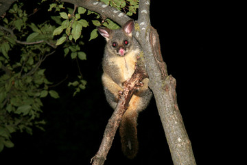 Brustail possum