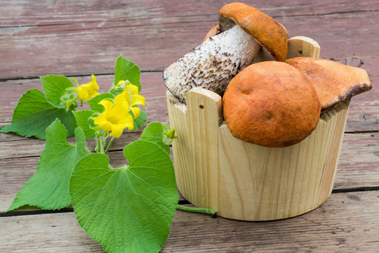 Wild mushrooms (Leccinum Aurantiacum) in a wooden bucket and a branch tladianta on the old table 