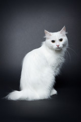 White bobtail kitten on dark background