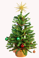 Fototapeta premium Small Christmas Tree - Isolated
