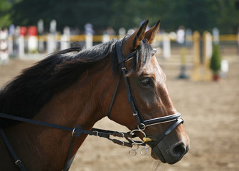 Fototapeta premium Head shot of a beautiful purebred show jumper horse