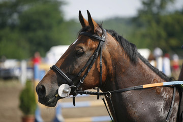 Portrait of a show jumper sport horse during competition