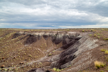 Petrified Forest Landscapes 