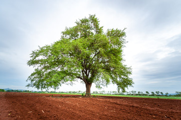 Obraz premium Alone tree