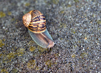 Garden snail on a road