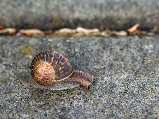Garden snail on a road