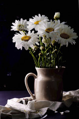 Camomiles on black background. 