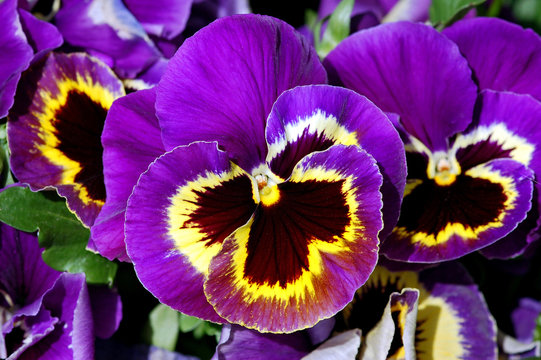 Fototapeta Purple and yellow pansy flowers