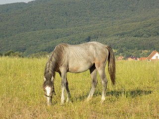 Horse grazing
