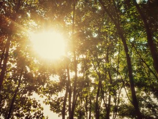 Sonne bricht durch Baumkronen
