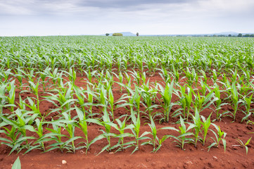 Green sprout growing