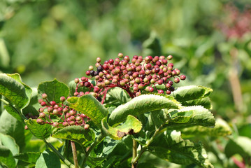 Elderberry on branch against the green leaves
