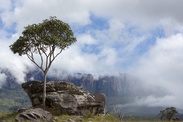 Roraima Tepui or table mountain in Canaima, Venezuela