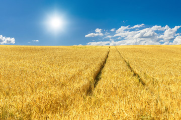 Golden Cornfield in midsummer