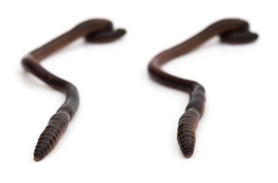 two pictures of earthworm crawling on white