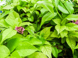 Close up to the nature