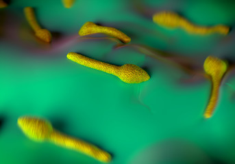 Clostridium tetani bacterium