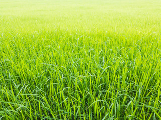 green rice field in rainy season