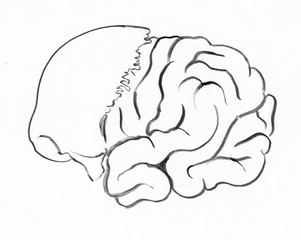 Human brain with calva skull bone artwork