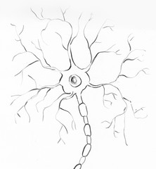 multipolar neuron