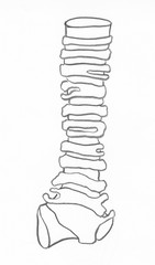 Tracheal cartilaginous rings