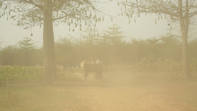 Back view of a farmer driving an empty oxcart on dusty rural path through tobacco fields