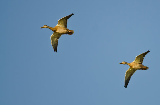 Two Mallard Ducks Flying in a Blue Sky
