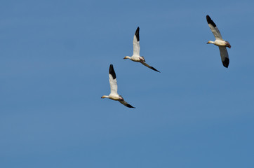 Fototapeta na wymiar Three Snow Geese Flying in a Blue Sky