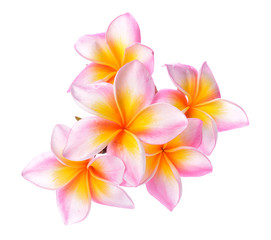 Fototapeta premium Tropical flowers frangipani (plumeria) isolated on white backgro